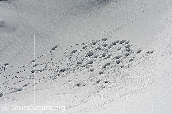 Foto: Schneehuhn-Höhlen im Neuschnee. Eine Gruppe von Schneehühnern (Lagopus mutus) hat wohl in diesen Höhlen übernachtet.
Lat.: Lagopus mutus
Ordnung: Galliformes (Hühnervögel)
Familie: Phasianidae (Fasanenartige)
Unterfamilie: Tetraoninae (Raufusshühner)
Gattung: Lagopus (Schneehühner)
