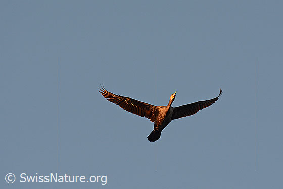 Foto: Kormoran (Phalacrocorax carbo) im Flug.
Lat.: Phalacrocorax carbo
Ordnung: Suliformes (Ruderfüsser)
Familie: Phalacrocoracidae (Kormorane)
Gattung: Phalacrocorax