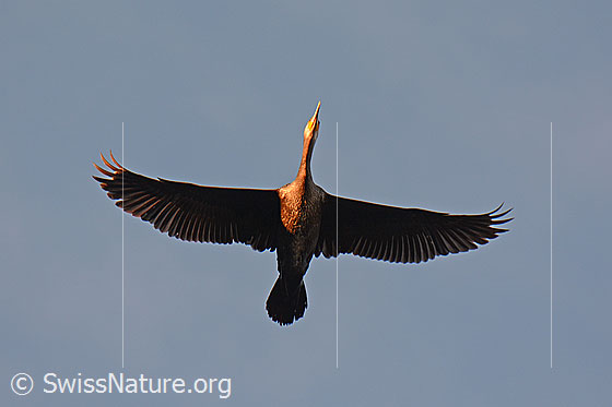 Foto: Fliegender Kormoran (Phalacrocorax carbo).
Lat.: Phalacrocorax carbo
Ordnung: Suliformes (Ruderfüsser)
Familie: Phalacrocoracidae (Kormorane)
Gattung: Phalacrocorax