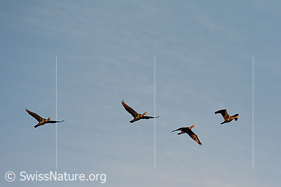 Foto: Fliegende Kormorane (Phalacrocorax carbo).
Lat.: Phalacrocorax carbo
Ordnung: Suliformes (Ruderfüsser)
Familie: Phalacrocoracidae (Kormorane)
Gattung: Phalacrocorax