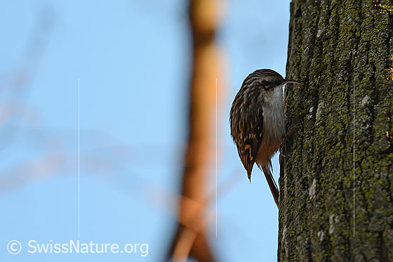 Foto: Waldbaumläufer (Certhia familiaris).
Lat.: Certhia familiaris
Ordnung: Passeriformes (Sperlingsvögel)
Unterordnung: Passeri (Singvögel)
Familie: Certhiidae (Baumläufer)
Gattung: Certhia (Eigentliche Baumläufer)