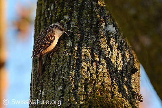 Foto: Waldbaumläufer (Certhia familiaris) an Baumstamm.
Lat.: Certhia familiaris
Ordnung: Passeriformes (Sperlingsvögel)
Unterordnung: Passeri (Singvögel)
Familie: Certhiidae (Baumläufer)
Gattung: Certhia (Eigentliche Baumläufer)