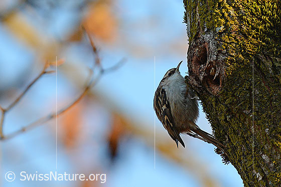 Foto: Waldbaumläufer (Certhia familiaris) an Baumstamm.
Lat.: Certhia familiaris
Ordnung: Passeriformes (Sperlingsvögel)
Unterordnung: Passeri (Singvögel)
Familie: Certhiidae (Baumläufer)
Gattung: Certhia (Eigentliche Baumläufer)