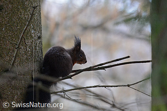 Eichhörnchen (Sciurus vulgaris)
