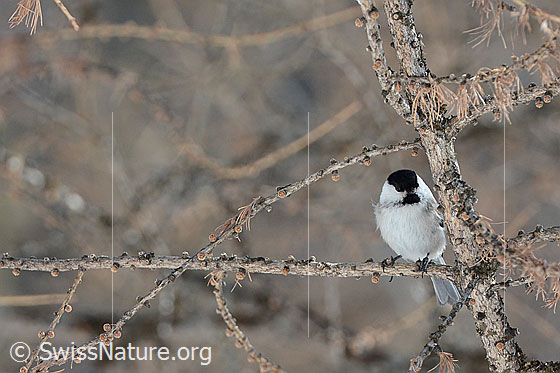 Foto: Mönchsmeise (Poecile montanus).
Lat.: Poecile montanus, Syn.: Parus montanus
Ordnung: Passeriformes (Sperlingsvögel)
Unterordnung: Passeri (Singvögel)
Familie: Paridae (Meisen)
Gattung: Poecile