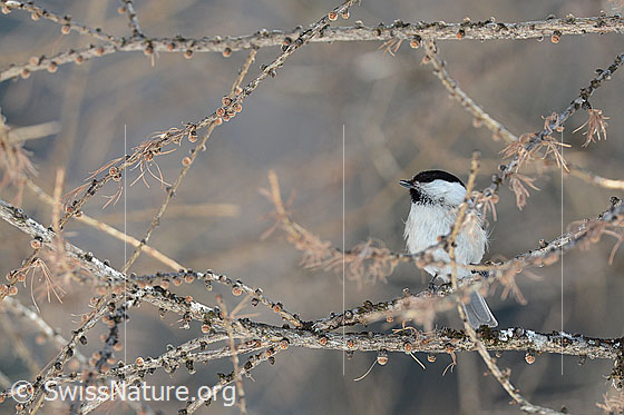 Foto: Mönchsmeise (Poecile montanus) in den Ästen einer Lärche sitzend.
Lat.: Poecile montanus, Syn.: Parus montanus
Ordnung: Passeriformes (Sperlingsvögel)
Unterordnung: Passeri (Singvögel)
Familie: Paridae (Meisen)
Gattung: Poecile