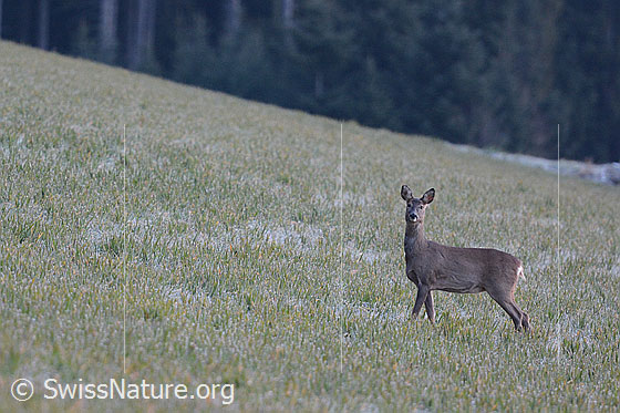 Foto: Reh auf Feld.
Lat.: Capreolus capreolus 
Familie: Cervidae
