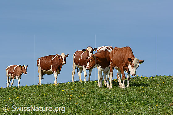 Foto: Kälber unterwegs auf Frühlingswiese.