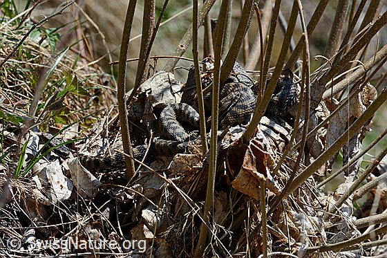 Foto: Aspisvipern (Vipera aspis) bei der Paarung.
Lat.: Vipera aspis
Familie: Viperidae (Vipern)
Unterfamilie: Viperinae (Echte Vipern)
Gattung: Vipera (Echte Ottern)