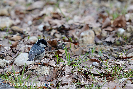 Foto: Tannenmeise (Periparus ater) späht nach Insekten.
Lat.: Periparus ater, Syn.: Parus ater.
Ordnung: Passeriformes (Sperlingsvögel)
Unterordnung: Passeri (Singvögel)
Familie: Paridae (Meisen)
Gattung: Periparus