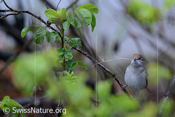 Photo: Eurasian Blackcap (Sylvia atricapilla) with stalk in its beak.. Female.