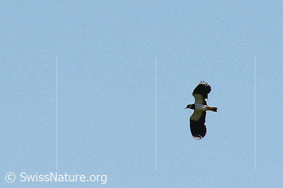 Foto: Kiebitz (Vanellus vanellus) im Flug.
Lat.: Vanellus vanellus
Ordnung: Charadriiformes (Regenpfeiferartige)
Familie: Charadriidae (Regenpfeifer)
Unterfamilie: Vanellinae (Kiebitze)
Gattung: Vanellus (Kiebitze)