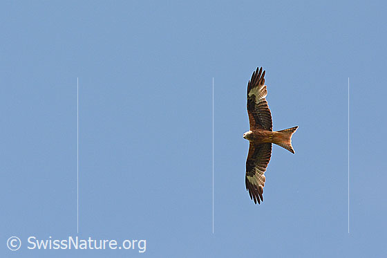Foto: Raubvogel am blauen Himmel.
Rotmilan (Milvus milvus).
Lat.: Milvus milvus
Familie: Accipitridae (Habichtartige)
Gattung: Milvus (Milane)