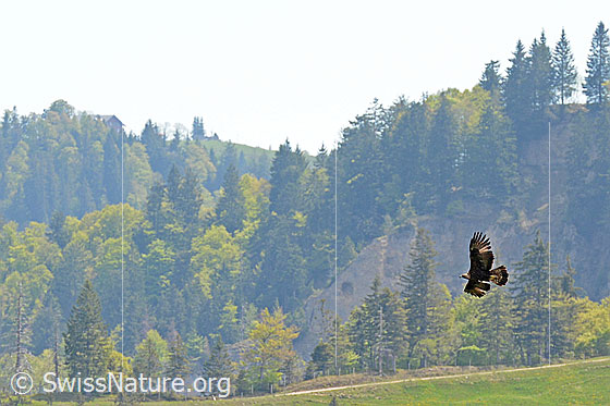 Foto: Steinadler (Aquila chrysaetos) im Vorbeiflug.
Lat.: Aquila chrysaetos
Ordnung: Accipitriformes (Greifvögel)
Familie: Accipitridae (Habichtartige)
Unterfamilie: Aquilinae
Gattung: Aquila (Echte Adler)