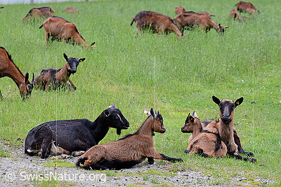 Foto: Ziegen auf der Weide.