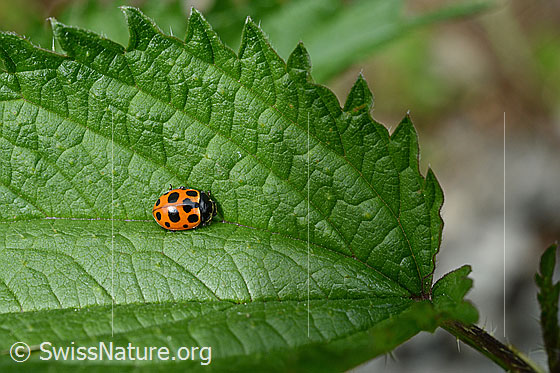 Foto: Marienkäfer auf Brennnessel.
Berg-Marienkäfer
Lat. Hippodamia notata
Familie: Coccinellidae
