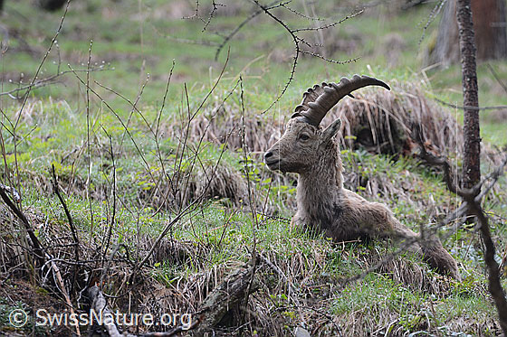Foto: Am Boden liegender Steinbock.
Lat.: Capra ibex