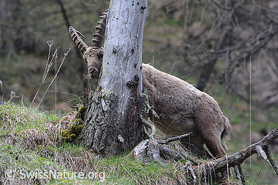 Foto: Steinbock schaut hinter Baumstamm hervor.
Lat.: Capra ibex