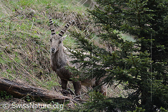Foto: Steinbock (Capra ibex) neben Tanne.
Lat.: Capra ibex
Ordnung: Artiodactyla (Paarhufer)
Familie: Bovidae (Hornträger)
Unterfamilie: Antilopinae
Gattung: Capra (Ziegen)