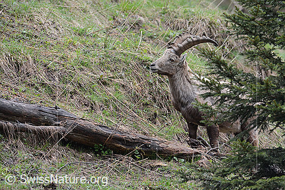 Foto: Steinbock
Lat.: Capra ibex