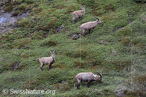 Foto: Grasende Steinböcke
Lat.: Capra ibex