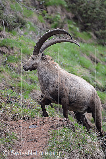 Foto: Kräftiger Steinbock (Capra ibex) kreuzt Bergweg.
Lat.: Capra ibex
Ordnung: Artiodactyla (Paarhufer)
Familie: Bovidae (Hornträger)
Unterfamilie: Antilopinae
Gattung: Capra (Ziegen)