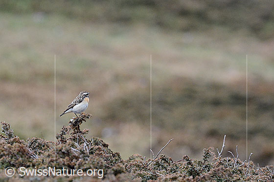 Foto: Braunkehlchen (Saxicola rubetra). Männchen.
Lat.: Saxicola rubetra
Ordnung: Passeriformes (Sperlingsvögel)
Unterordnung: Passeri (Singvögel)
Familie: Muscicapidae (Fliegenschnäpper)
Unterfamilie: Saxicolinae (Schmätzer)
Gattung: Saxicola (Wiesenschmätzer)