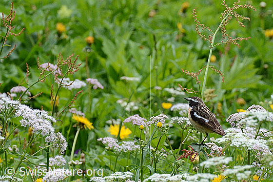 Foto: Braunkehlchen (Saxicola rubetra) in Blumenwiese. Männchen.