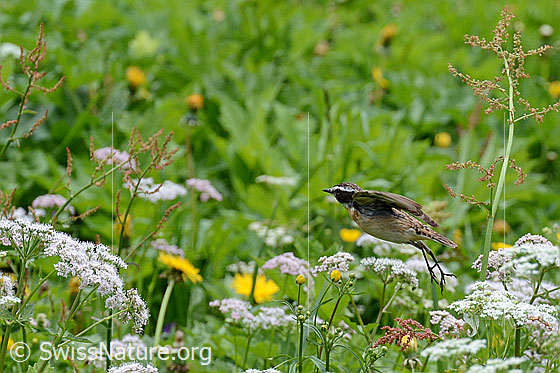 Foto: Braunkehlchen (Saxicola rubetra) fliegt weg. Männchen.