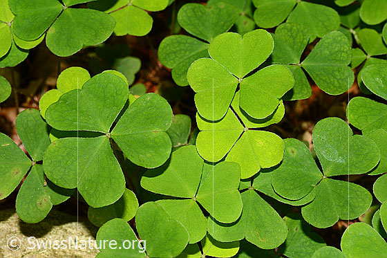 Foto: Wald-Sauerklee (Oxalis acetosella). Wird auch Gemeiner Sauerklee genannt. Blätter.
Lat.: Oxalis acetosella
Familie: Oxalidaceae (Sauerkleegewächse)
Gattung: Oxalis (Sauerklee)
