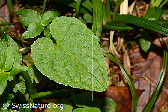 Foto: Blatt in Herzfrom.