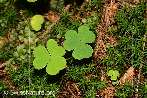 Foto: Zwei Kleeblätter auf Waldboden.
Wald-Sauerklee (Oxalis acetosella). Wird auch Gemeiner Sauerklee genannt. Zwei Blätter.
Lat.: Oxalis acetosella
Familie: Oxalidaceae (Sauerkleegewächse)
Gattung: Oxalis (Sauerklee)