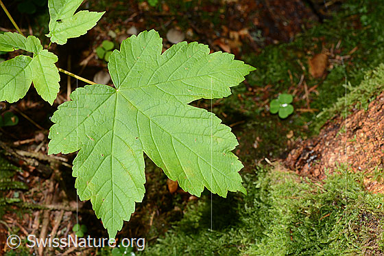 Foto: Grünes Ahornblatt