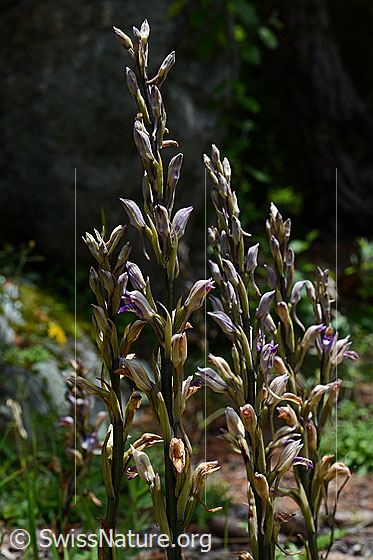 Photo: Limodorum abortivum. Several inflorescences close together.