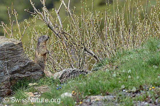 Foto: Murmeltier macht Männchen.
Ordnung: Rodentia (Nagetiere)
Familie: Sciuridae (Hörnchen)
Unterfamilie: Xerinae (Erdhörnchen)
Gattung: Marmota