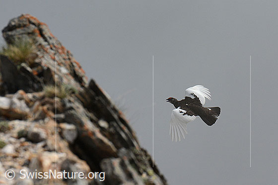Foto: Alpenschneehuhn (Lagopus mutus) im Vorbeiflug.
Alpenschneehuhn
Lat.: Lagopus mutus
Ordnung: Galliformes (Hühnervögel)
Familie: Phasianidae (Fasanenartige)
Unterfamilie: Tetraoninae (Raufusshühner)
Gattung: Lagopus (Schneehühner)