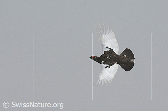Foto: Schneehuhn (Lagopus mutus) im Flug. Das Schneehuhn floh nicht vor uns. Mehrere Schneehühner hielten einen Art Zeremonie ab, in welcher es um die Besetzung des höchstgelegenen Geländepunktes zu gehen schien.
Alpenschneehuhn
Lat.: Lagopus mutus
Ordnung: Galliformes (Hühnervögel)
Familie: Phasianidae (Fasanenartige)
Unterfamilie: Tetraoninae (Raufusshühner)
Gattung: Lagopus (Schneehühner)