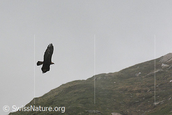 Foto: Steinadler (Aquila chrysaetos) fliegt an Geländekante entlang.
Lat.: Aquila chrysaetos
Ordnung: Accipitriformes (Greifvögel)
Familie: Accipitridae (Habichtartige)
Unterfamilie: Aquilinae
Gattung: Aquila (Echte Adler)