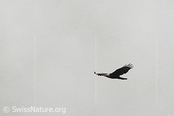 Foto: Kreisender Steinadler (Aquila chrysaetos)
Lat.: Aquila chrysaetos
Ordnung: Accipitriformes (Greifvögel)
Familie: Accipitridae (Habichtartige)
Unterfamilie: Aquilinae
Gattung: Aquila (Echte Adler)
