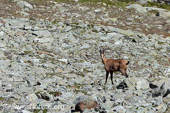 Foto: Gämse (Rupicapra rupicapra) in Geröllhalde.
Lat.: Rupicapra rupicapra
Ordnung: Artiodactyla (Paarhufer)
Familie: Bovidae (Hornträger)
Gattung: Rupicapra (Gämsen)
