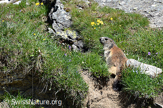 Foto: Alpenmurmeltier auf mit Fels durchsetzter Wiese sitzend.
Ordnung: Rodentia (Nagetiere)
Familie: Sciuridae (Hörnchen)
Unterfamilie: Xerinae (Erdhörnchen)
Gattung: Marmota