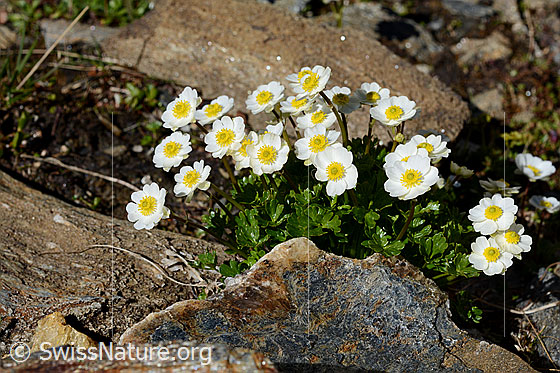 Foto: Hahnenfuss in felsigem Gelände.
Alpen-Hahnenfuss 
Lat.: Ranunculus alpestris 
Familie: Ranunculaceae (Hahnenfussgewächse)