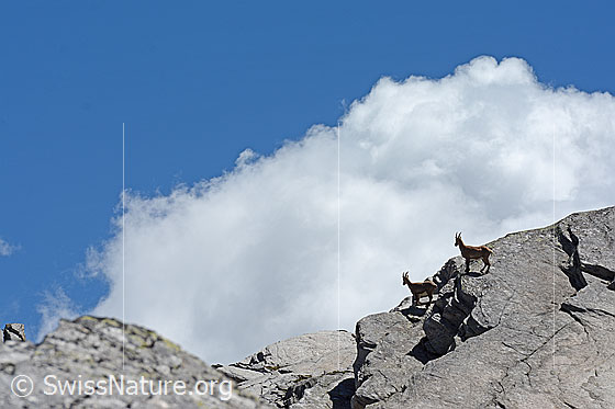 Foto: Steinböcke (Capra ibex) auf abschüssigen Felsen an Gratkante.
Lat.: Capra ibex
Ordnung: Artiodactyla (Paarhufer)
Familie: Bovidae (Hornträger)
Unterfamilie: Antilopinae
Gattung: Capra (Ziegen)