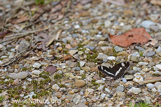 Foto: Kleiner Eisvogel (Limenitis camilla) mit ausgebreiteten Flügeln.
