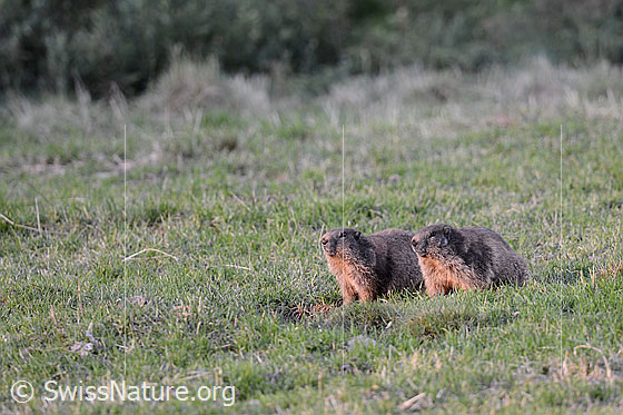 Foto: Zwei Murmeltiere im Morgenlicht.
Ordnung: Rodentia (Nagetiere)
Familie: Sciuridae (Hörnchen)
Unterfamilie: Xerinae (Erdhörnchen)
Gattung: Marmota