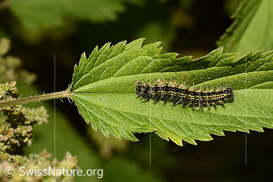 Raupe des Kleinen Fuchs auf Blatt der Grossen Brennnessel (Urtica dioica)
