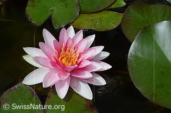 Foto: Wundervoll geöffnete Blüte einer Seerose.
Hybrid-Seerose, Blüte
Lat.: Nymphaea Hybrid
Familie: Nymphaeaceae (Seerosengewächse)