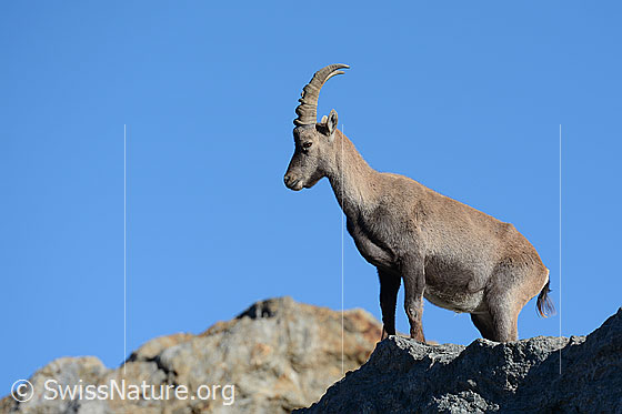 Steinbock (Capra ibex)