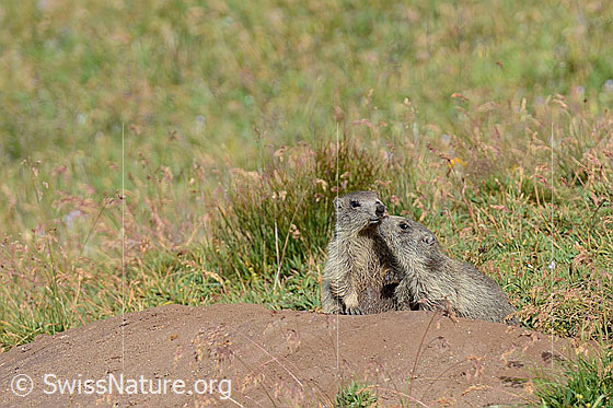 Foto: Zwei junge Murmeltiere beim Bau.
Ordnung: Rodentia (Nagetiere)
Familie: Sciuridae (Hörnchen)
Unterfamilie: Xerinae (Erdhörnchen)
Gattung: Marmota