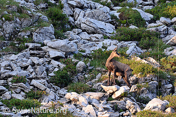 Foto: Gämse (Rupicapra rupicapra) blickt zurück und wartet auf nachfolgende Tiere.
Lat.: Rupicapra rupicapra
Ordnung: Artiodactyla (Paarhufer)
Familie: Bovidae (Hornträger)
Gattung: Rupicapra (Gämsen)